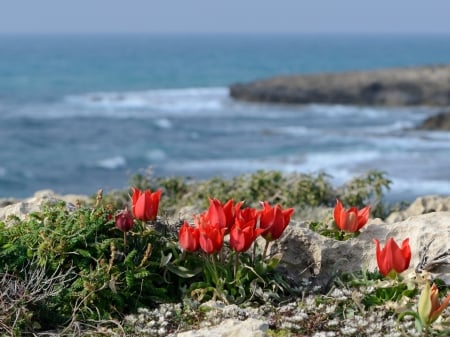 Springtime at Coast - blossoms, plants, rocks, tulips, sea