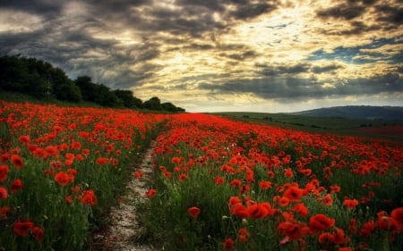 Poppies - landscape, blossoms, hills, clouds, field