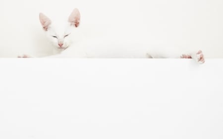 Cat - cat, white, animal, kitten