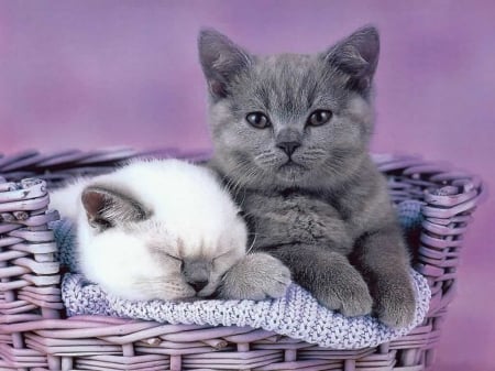 Kittens - white, purple, grey, cat, pink, animal, basket, kitten