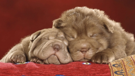 Puppies - animal, sleep, mastiff, red, brown, cute, dog, sweet