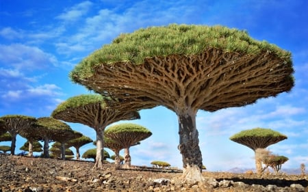 Amazing trees - trees, strange, nature, amazing