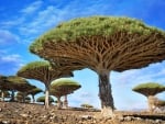 Amazing trees