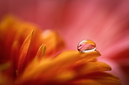 Flower - nature, yellow, soft, waterdrop, flower