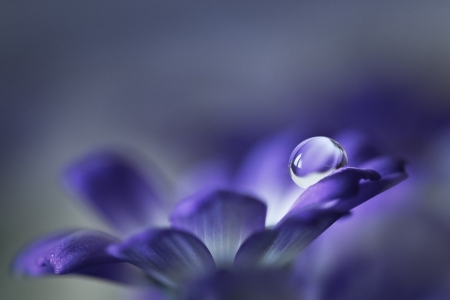 Flower - flower, purple, waterdrop, water