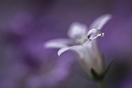 Flower - flower, waterdrop, nature, soft