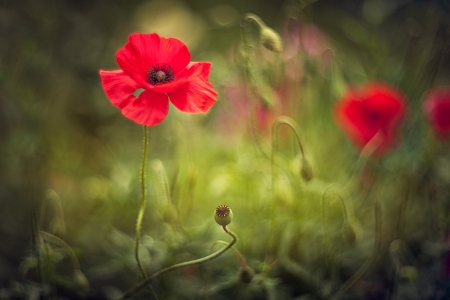 Flower - nature, abstract, flower, soft