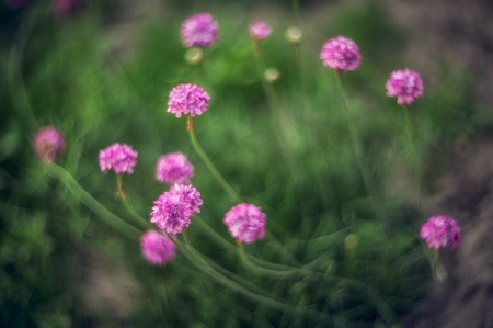 Flowers - nature, abstract, flower, soft