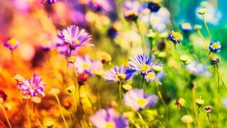 Magic Moments - summer, blossoms, colors, blue