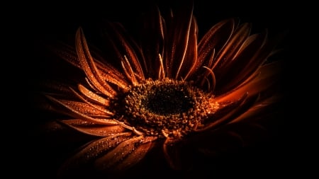 Orange Flower - flower, drops, color, shadow