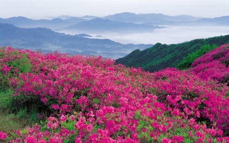 wildflowers field - flowers, wildflowers, field, nature