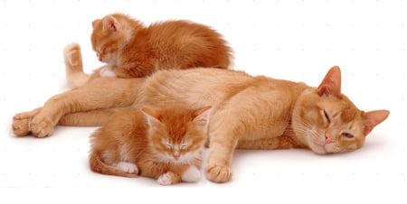 Ginger cat with sleepy kittens - cats, kittens, sleeping, animals