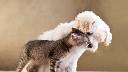 cute friends - dogs, friends, animals, cats