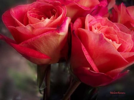 Roses - bouquet, summer, blossoms, pink