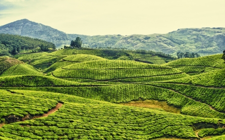 Tea Plantation Kerala India - Nature, Green, Tea, Mountain, Forest, Indian