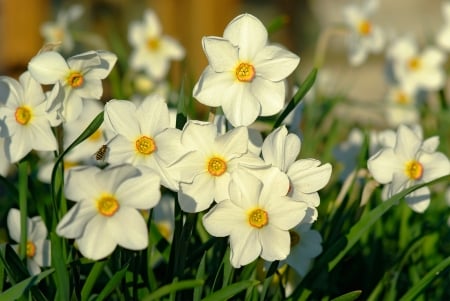 Daffodils - white, spring, yellow, daffodils, nature, green