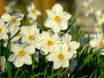 Daffodils