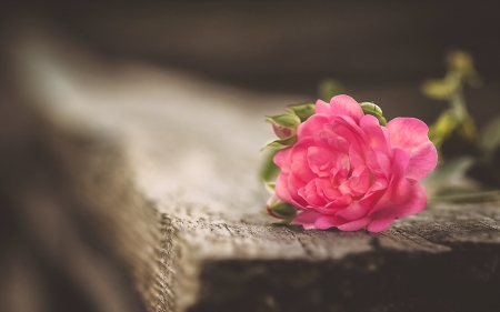 Rose - rose, flower, pink, wood