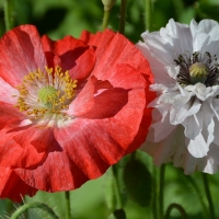 Poppies