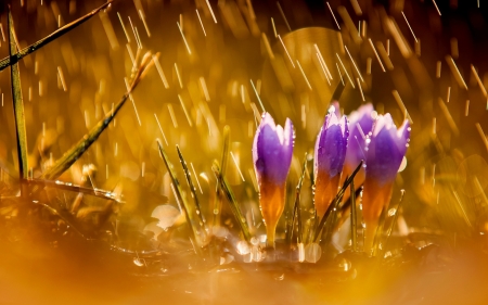 In the rain - nature, crocus, pink, rain, orange, flower