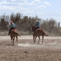 Cowgirl Horse Race