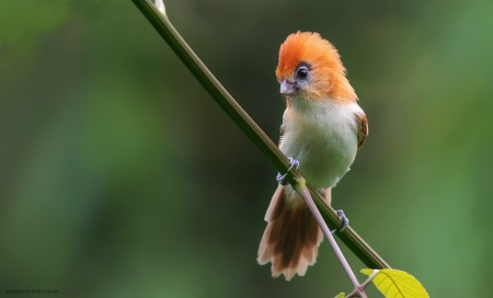 Cute bird - branch, orange, green, cute, bird