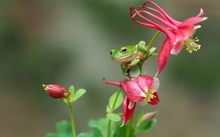 Frog - frog, flower, pink, green