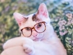 Cat with glasses