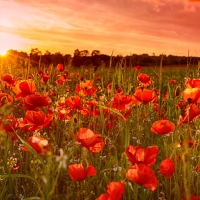 Poppy Field