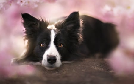 Border Collie - dogs, border collies, cute, adorable, sweet, animals