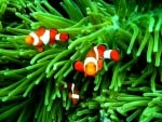 Clown fish