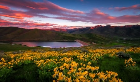 Yellow sunset - wildflowers, sunset, yellow, beautiful, lake, mountain, sky