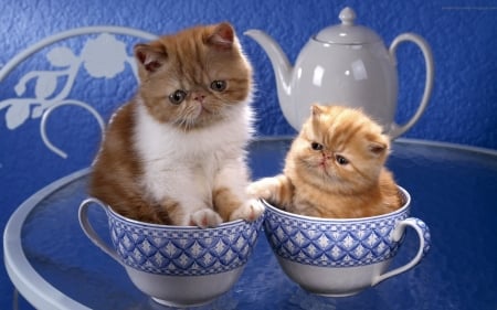 Kittens - adorable, cute, cat, kitty