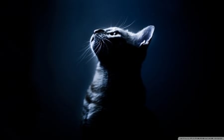 Kitten in the darkness