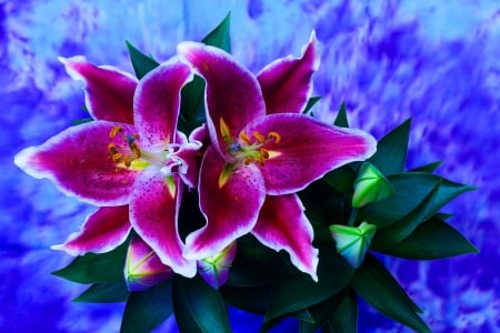 Beautiful Lilies - Lilies, Beautiful, Nature, Flowers