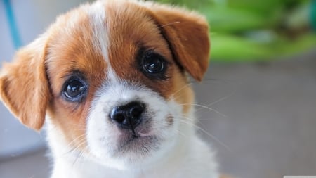 Little dog - animal, cute, puppy, dog