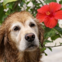 Golden retriever portrait