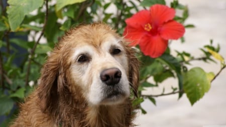 Golden retriever portrait