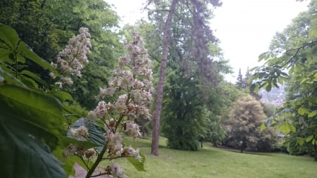 Horse Chestnut Tree - flowers, trees, park, bath