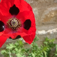 Red Poppy