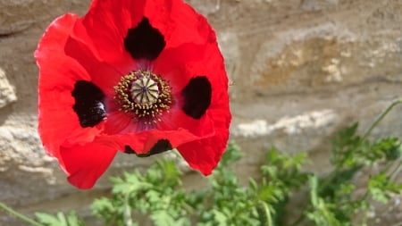 Red Poppy - poppy, red, flower, remembrance