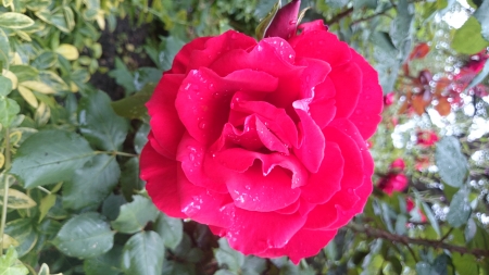 Red Rose - Rose, Red, Nature, Flowers