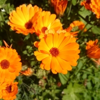 Orange Flowers