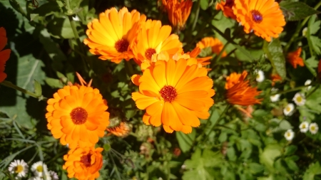 Orange Flowers - Garden, Orange, Nature, Flowers