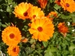 Orange Flowers