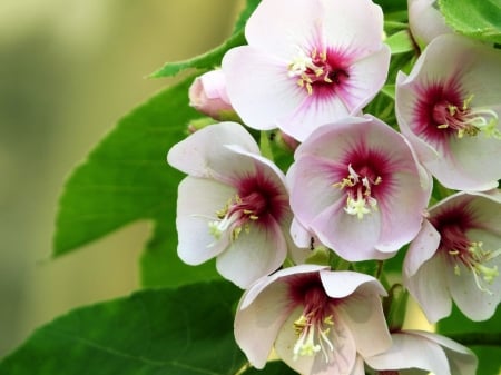 Tropical Hydrangea - white, purple, hydrangea, flowers, cute