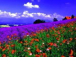 Flower field