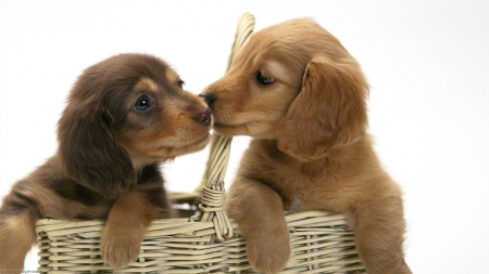 Fast kiss - animal, dog, kiss, puppy, love