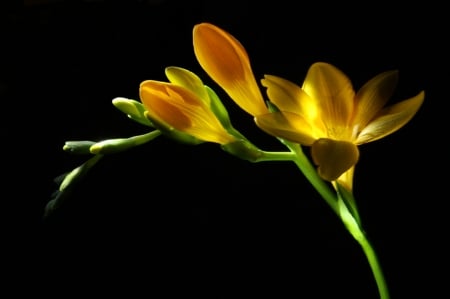 Flower - wonderful, flower, yellow, still life