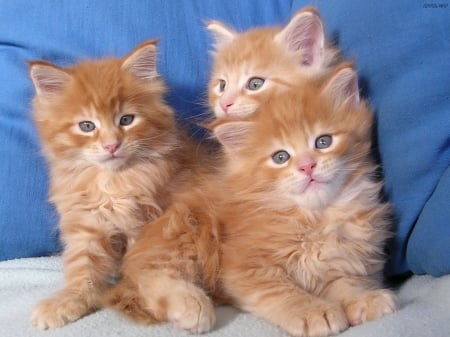 Orange Trio - Kittens, fuzzy, cute, siblings, cats, trio, orange